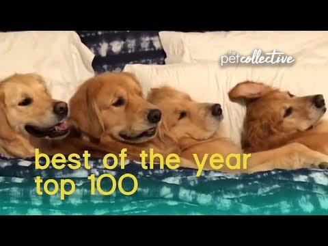 Best Pets of the Year in 2019 (Top 100) | The Pet Collective - UCPIvT-zcQl2H0vabdXJGcpg