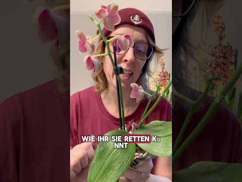 1-Minuten-Tipps zur Orchideenpflege - Tipp Nr. 1: Eine schlaffe Orchidee aufpäppeln und retten.