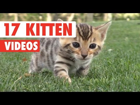 17 Funny Kitten Videos Compilation 2017 - UCPIvT-zcQl2H0vabdXJGcpg