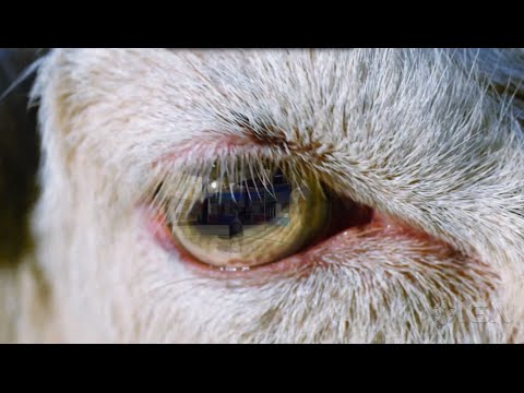 Goat Simulator Coming to Xbox - UCKy1dAqELo0zrOtPkf0eTMw