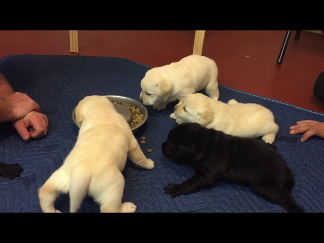 when-can-puppies-eat-hard-food-wavingwheatbakery