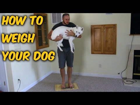 Clever Way to Weigh Your Dog - UCe_vXdMrHHseZ_esYUskSBw