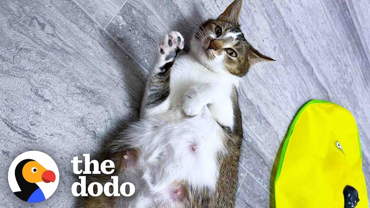 8 Rules To Fostering a Pregnant Cat | The Dodo Foster Diaries