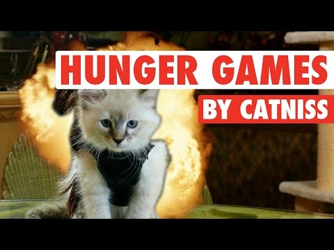Catniss Evpurrdeen, the Kitten on Fire (Hunger Games Cute Kitten Version) - UCPIvT-zcQl2H0vabdXJGcpg