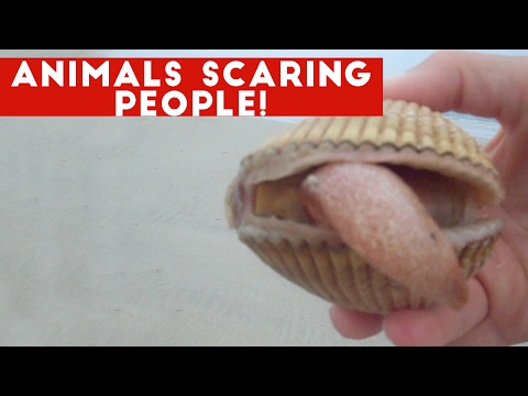 Funniest Animals Scaring People Reactions of 2017 Compilation | Funny Pet Videos - UCYK1TyKyMxyDQU8c6zF8ltg