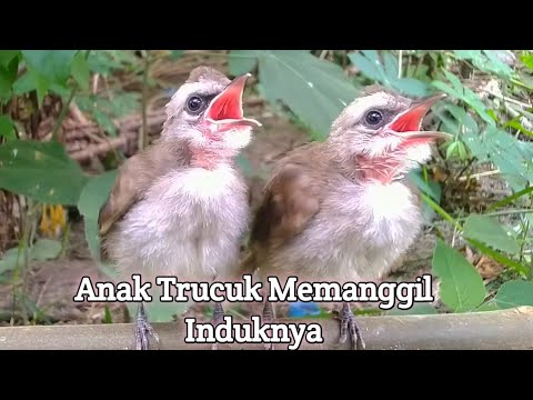Suara Anakan Burung Trucuk Memanggil induknya