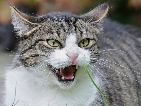 do not annoy your cat compilation 2018