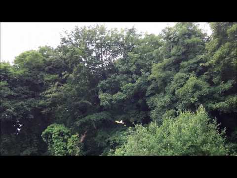 Mini Nutball.wmv - UCtpl0iFEzsrT9BW4ig-WBQA
