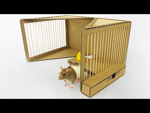 DIY Simple Rat Trap from Cardboard - UCZdGJgHbmqQcVZaJCkqDRwg