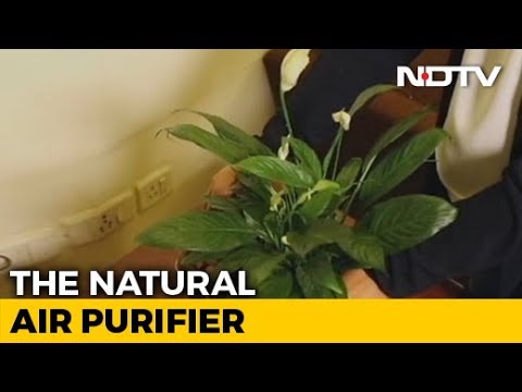 WATCH #Health #Technology | Plantair, A Plant Or An Air Purifier? #India #Gadget #Analysis