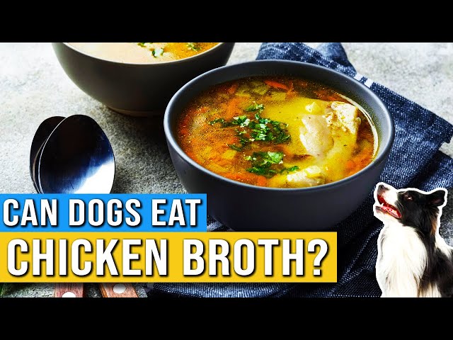 can-dogs-eat-chicken-broth-hayfarmguy