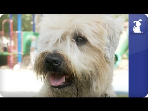 Doglopedia - Wheaten Terrier - UCPIvT-zcQl2H0vabdXJGcpg