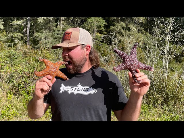 Is Starfish Edible?