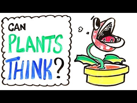 Can Plants Think? - UCC552Sd-3nyi_tk2BudLUzA