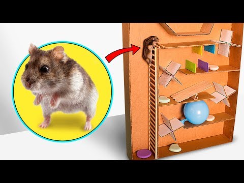 Hamster escape from cardboard - UCw5VDXH8up3pKUppIvcstNQ