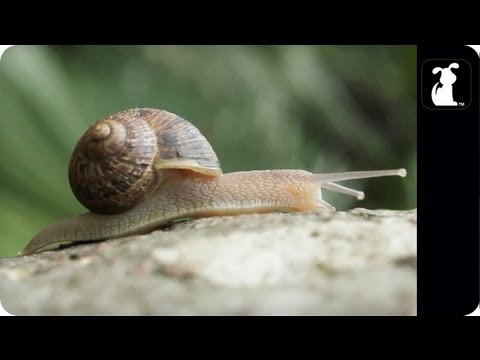 AWOLNATION - Sail Parody - ASHELLNATION - Snail Petody - UCPIvT-zcQl2H0vabdXJGcpg