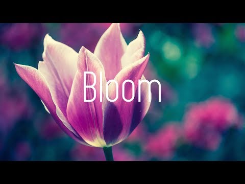 Dabin - Bloom ft. Dia Frampton (Lyrics) - UCwIgPuUJXuf2nY-nKsEvLOg