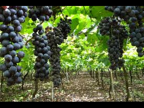 Elaboración y Crianza de Vinos - TvAgro por Juan Gonzalo Angel - UCzW1r6IO7r8C2RPLZrD5lwA