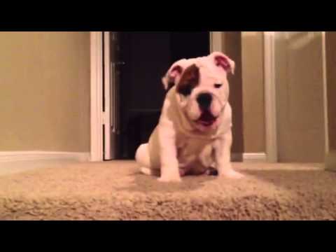 Bulldog puppy attempts epic first journey down stairs! - UCBjk3WHxtFlNtiqCpnIqurw