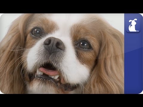 Doglopedia - Cavalier King Charles Spaniel - UCPIvT-zcQl2H0vabdXJGcpg