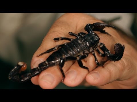 Types of Scorpions | Pet Tarantulas - UCSpVHeDGr9UbREhRca0qwsA