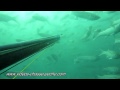 Muge tiré en chasse sous-marine