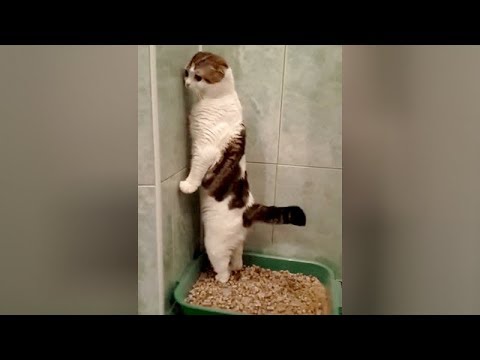 SUPER WEIRD CATS that will totally CONFUSE YOU! - Extremely FUNNY CAT VIDEOS compilation - UCKy3MG7_If9KlVuvw3rPMfw