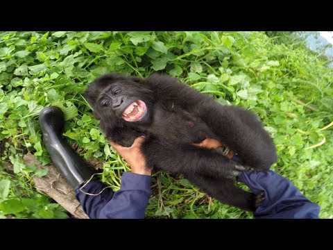 GoPro: Gorilla Tickling at the GRACE Center - UCqhnX4jA0A5paNd1v-zEysw