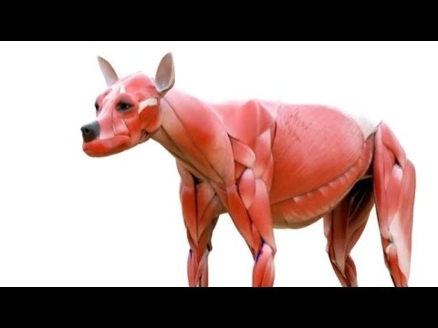 This faux canine cadaver aims to help future veterinarians (Tomorrow Daily 376) - UCOmcA3f_RrH6b9NmcNa4tdg