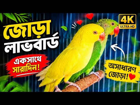 Sepasang Lovebird Kuning Langka India 😍 | Burung Paling Cantik yang Bisa Bicara! 🐦🔥