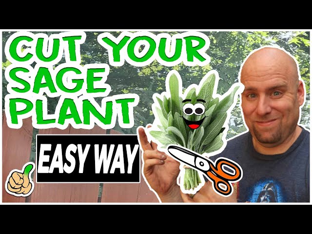 How to Prune Sage for Optimal Growth - HayFarmGuy