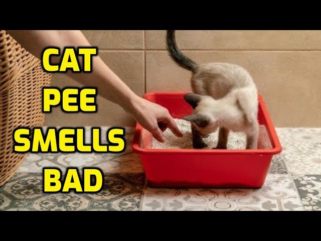 What Does Cat Pee Smell Like?