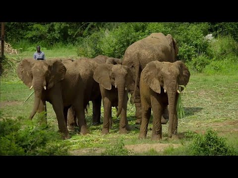 Mystery of Elephant Infrasounds Revealed - Animal Super Senses - BBC - UCwmZiChSryoWQCZMIQezgTg