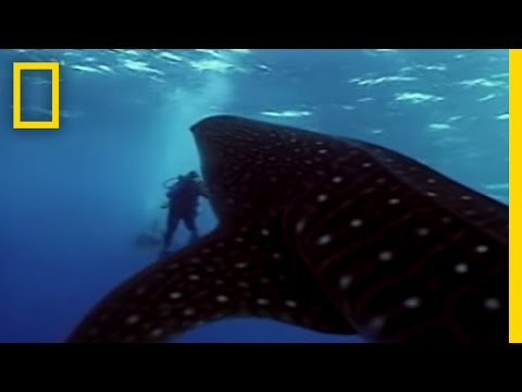 Whale Shark | National Geographic - UCpVm7bg6pXKo1Pr6k5kxG9A