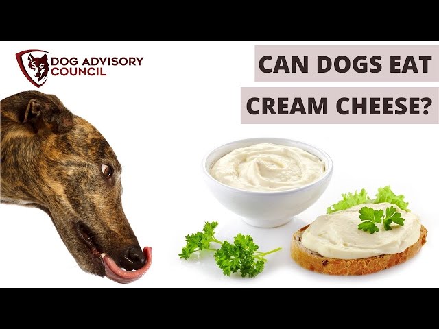 can-dogs-eat-cream-cheese-hayfarmguy