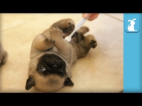 Pug Puppies Get Belly Rub With Toothbrush - Puppy Love - UCPIvT-zcQl2H0vabdXJGcpg