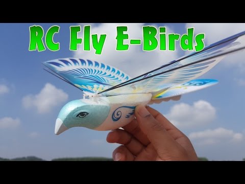 RC Fly E-Birds Airplane - UCFwdmgEXDNlEX8AzDYWXQEg