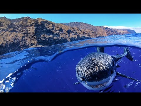 GoPro Hero8: Great White Shark Cage Diving!! | MicBergsma - UCTs-d2DgyuJVRICivxe2Ktg
