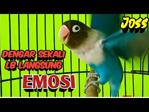 Suara Burung Lovebird Ngekek Panjang JOS MANTAB Buat Pancingan, DENGAR SEKALI Labet Langsung EMOSI