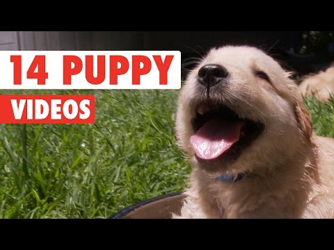 14 Funny Puppy Videos Compilation 2016 - UCPIvT-zcQl2H0vabdXJGcpg