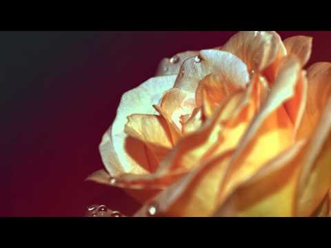 Sssfinxxx - Morning rose ( ChillOut Lounge 2014 ) - UCrt9lFSd7y1nPQ-L76qE8MQ