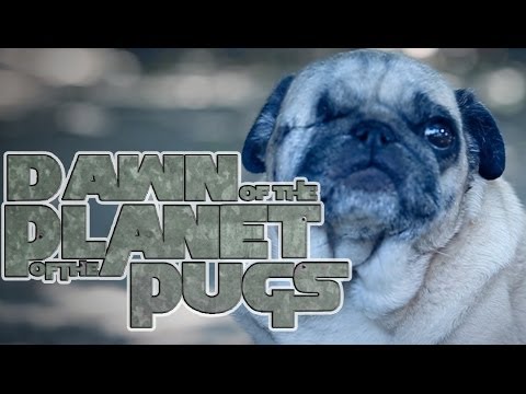 Dawn of the Planet of the Apes (Cute Pug Puppy Version) - UCPIvT-zcQl2H0vabdXJGcpg