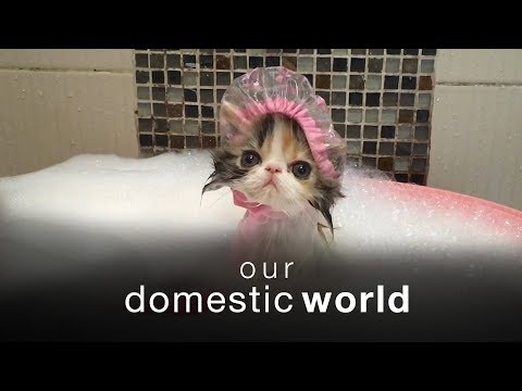 Our Domestic World: The Living Room & Bathrooms - UCPIvT-zcQl2H0vabdXJGcpg