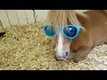 Horse Wearing Sunglasses