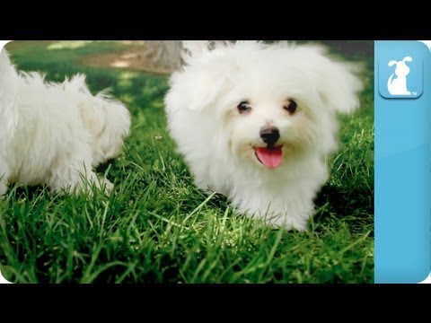 Puppy Love - Maltese - UCPIvT-zcQl2H0vabdXJGcpg