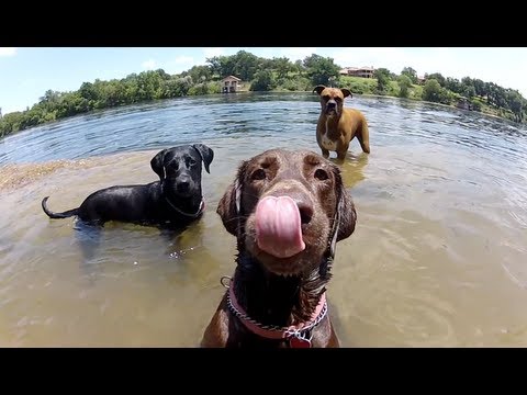 GoPro Dog Faces - UCTs-d2DgyuJVRICivxe2Ktg