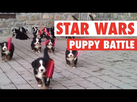 Star Wars: The Force Awakens Puppies Parody || Lightsaber Puppies Battle - UCPIvT-zcQl2H0vabdXJGcpg