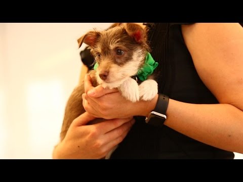 Uber Delivers Puppies On Demand - UCCjyq_K1Xwfg8Lndy7lKMpA