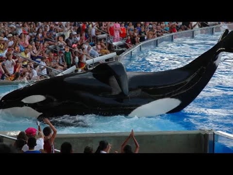 5 Things SEAWORLD Is Hiding From You! - UCUVa51UA_690sEKyRbHb-5A