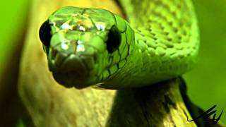 SNAKES - West African green mamba and other deadly reptiles